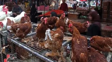 استقرار أسعار الفراخ البيضاء والبلدي والبيض يحافظ على توازن السوق في الأقصر اليوم 1